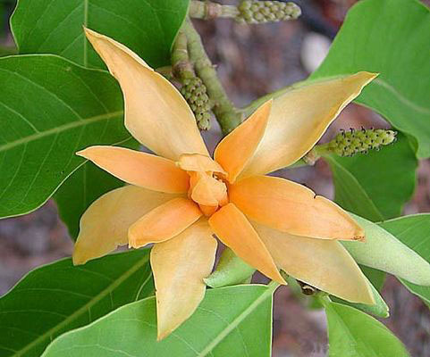http://www.impgc.com/images/PlantPictures/Michelia%20champaca.jpg