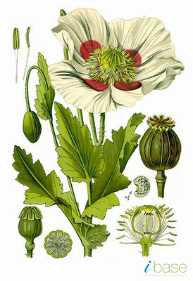 http://www.impgc.com/images/PlantPictures/Papaver%20somniferum.jpg