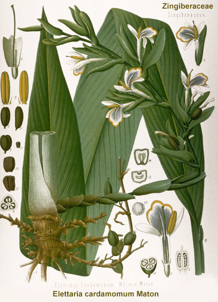 http://www.impgc.com/images/PlantPictures/cardamom.jpg