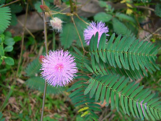 Why does the Touch-Me-Not plant (Mimosa pudica) closes its leaves when touched?