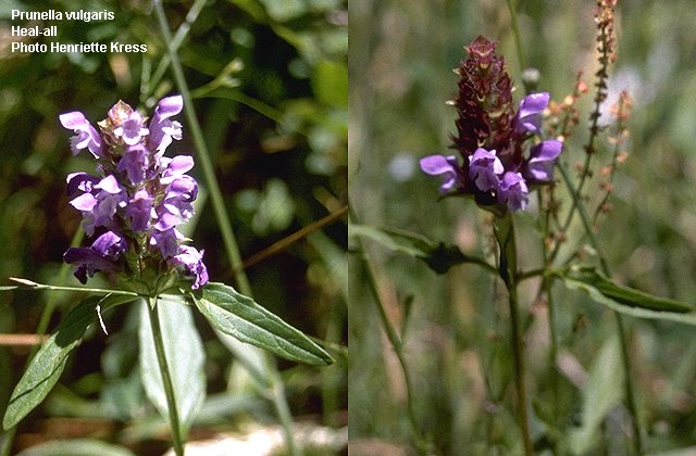 A Comprehensive Portal For Medicinal Herbs : Plant Info